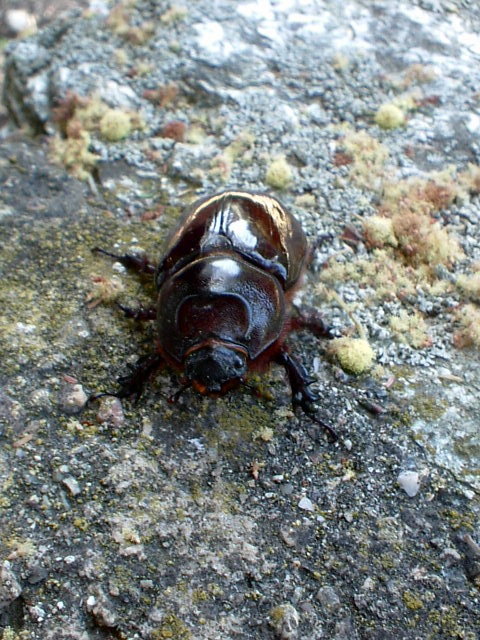 femmina di Oryctes nasicornis